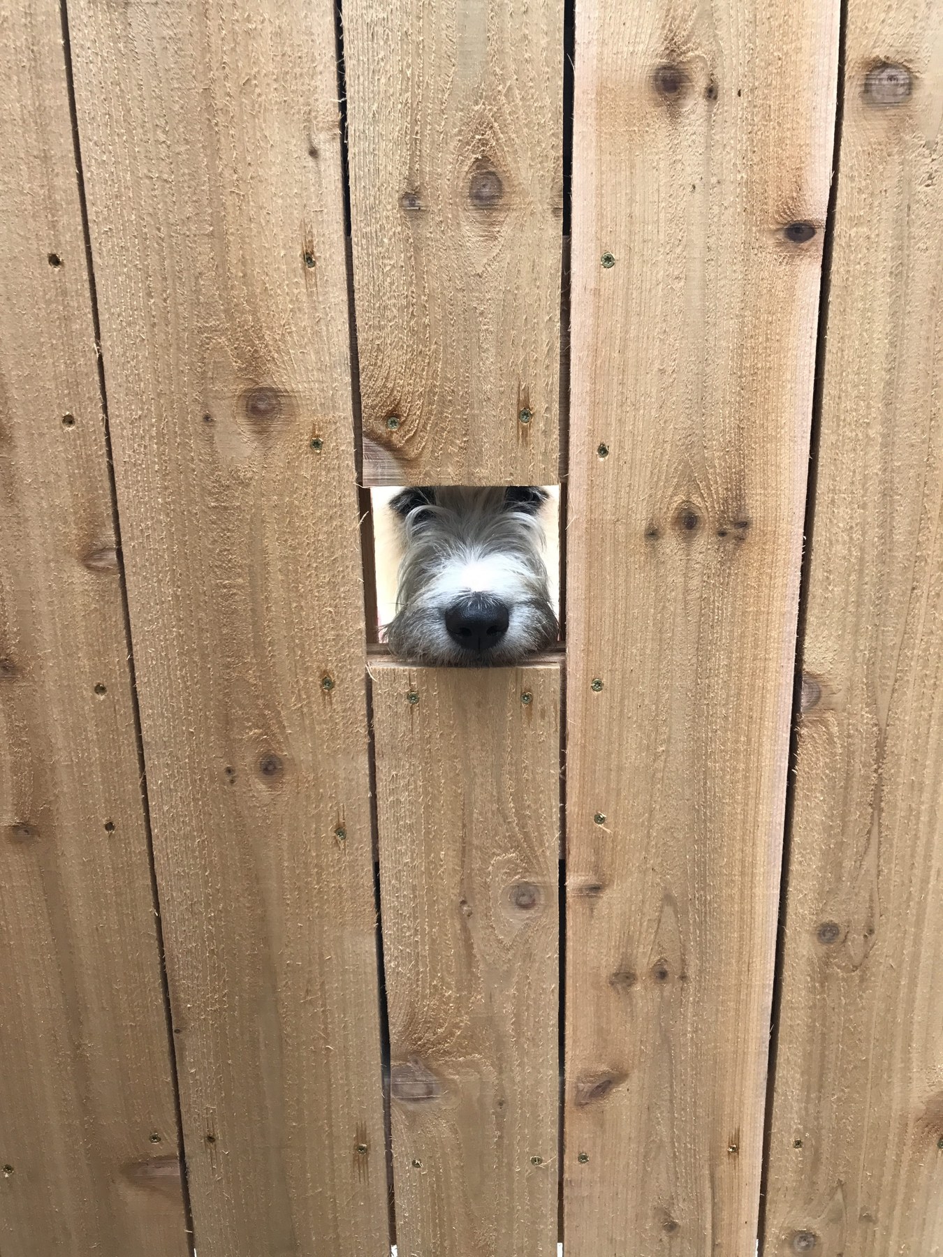Fences project
